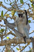 Red Colobus Monkey