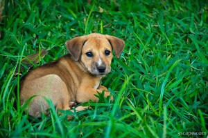 This puppy was hanging around the resort