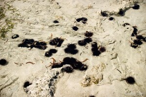 Many corals and urchins were exposed when the tide was low
