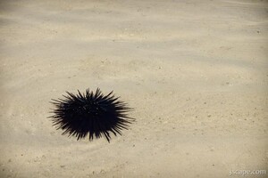 Previous: Sea urchin
