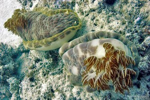 A type of nudibranc