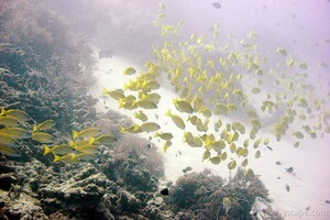 Huge school of blue striped snapper