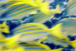 Blue striped snapper