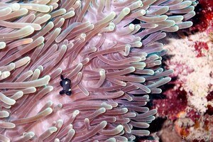 Anemone and three-spot damsel (domino) fish