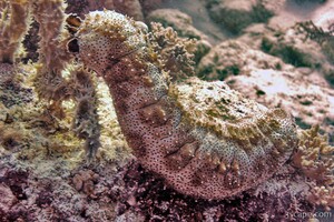 Large sea cucumber