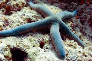 Blue sea star (star fish)