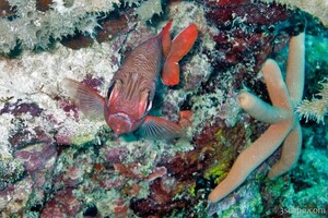Squirrel fish and sea star