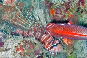 Lion fish