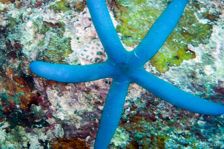 Blue sea star (star fish)