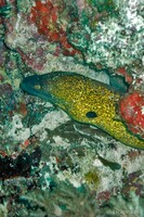 Moray eel