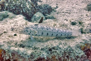 AFR_1594