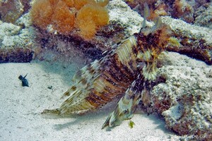 Lion fish