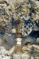 Lion fish, puffer, and a few cleaner wrasse
