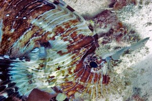 Close up of scorpion fish