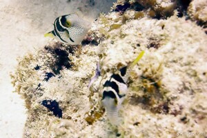 Saddleback sharp-nosed puffers