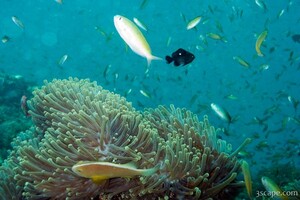 Anemones and many fish