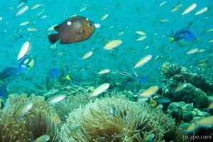 Anemones and countless fish