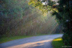 The morning light shining thru trees at Myakka River State Park