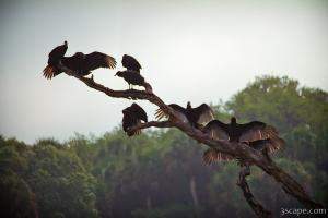 Buzzards try to dry off their feathers on a misty morning