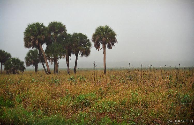 Misty morning at Myakka River State Park