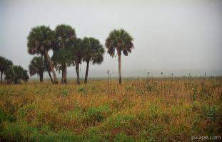 Misty morning at Myakka River State Park