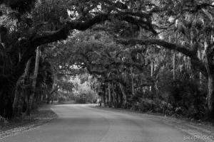 Next: Road through Myakka River State Park