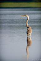 Egret