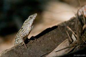 Lizard