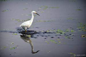 Snowy Egret
