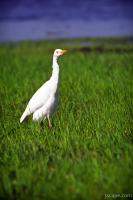 White Heron