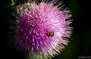 Flowery plant with beatle