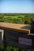 Above the trees