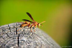 Wasp