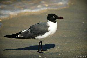 Sea gull