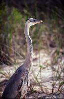Egret