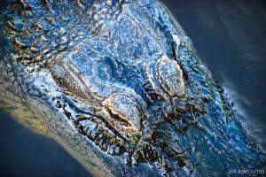 Alligator