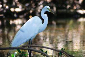 White Egret