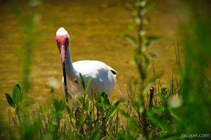 White Ibis