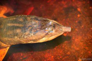 Some sort of water turtle