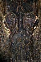 Alligator