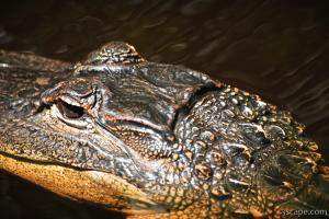 Alligator