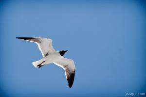 Sea gull