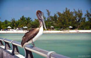 Pelican