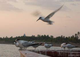 Seagulls