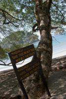 Manzanillo - Toxic tree do not touch