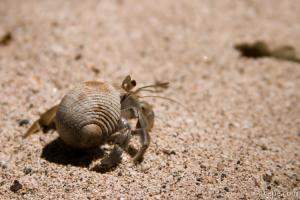Hermit crab