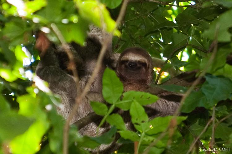 Sloth hanging out and smiling in the trees