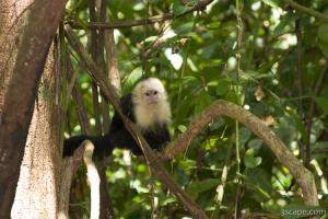 Baby white faced monkey