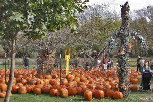 The pumpkin patch