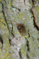 The young cicada starts climbing up a tree